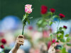 Ettårsmarkering 22. juli: roser
